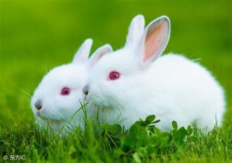 梦见两只兔子是什么意思预兆 - 原版周公解梦大全