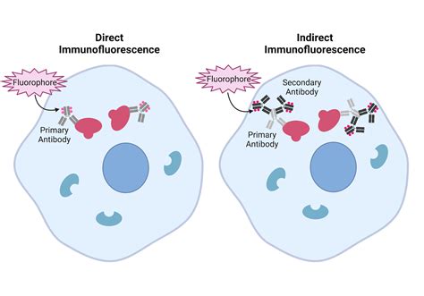 Antibodies 101: Introduction to Immunofluorescence