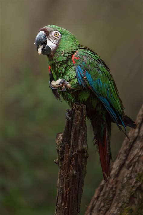 Chestnut fronted macaw 7975461 Stock Photo at Vecteezy