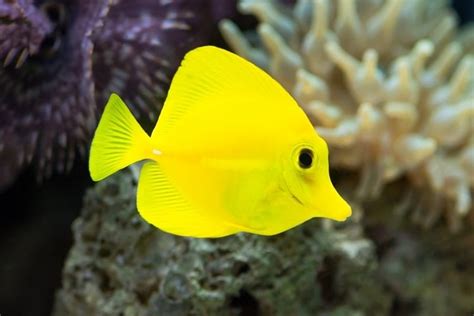 Image result for Fish Algorithm CFOP
