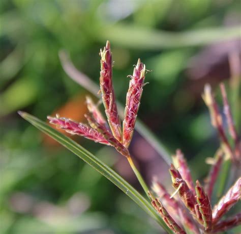 Cyperus rotundus (Gecebiten) - Kocaeli Bitkileri