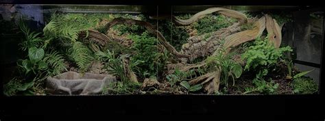 Image result for Bioactive Ball Python Tank