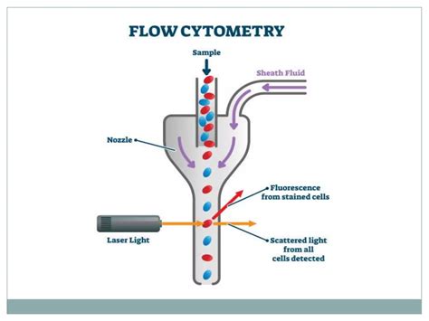 Image result for Fluorescent Activated Cell Sorting Lecture
