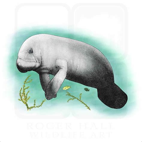West Indian Manatee Drawing West Indian Manatees Crystal River,