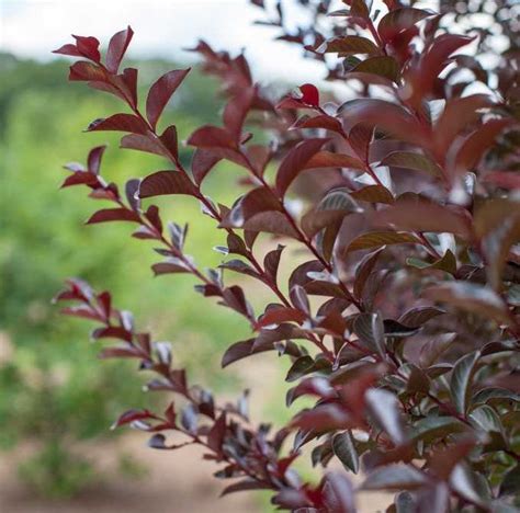 Image result for Red Thread Magic Carpe