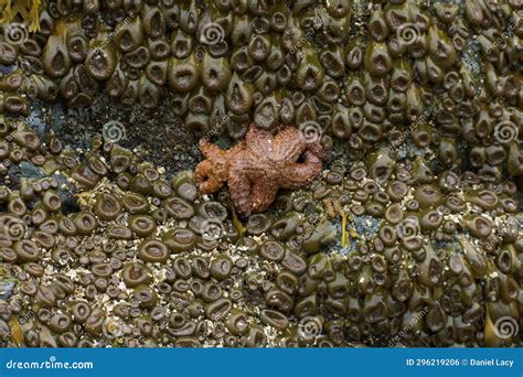 Two Ochre Sea Stars Surrounded by Aggregating Sea Anemones on Intertidal Rocks Stock Photo ...