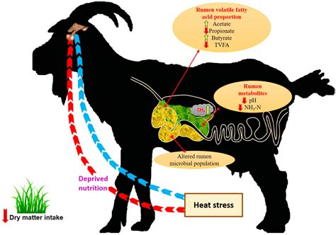 Climate Change and Goat Production: Enteric Methane Emission and Its ...