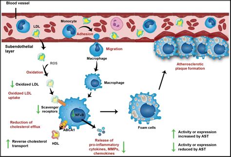 Anti-Inflammatory Action Of Astaxanthin And Its Use In The Treatment Of Various Diseases at ...