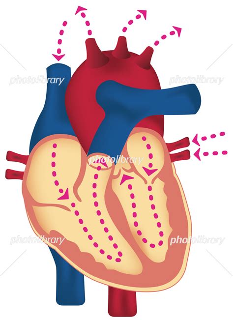 Image result for Single Line Design Vector Color