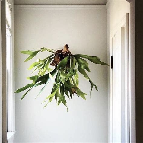 The Easiest and Best Staghorn Fern Mounting Guide | 136 home | Staghorn ...