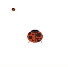 Image result for Ladybug Dancing