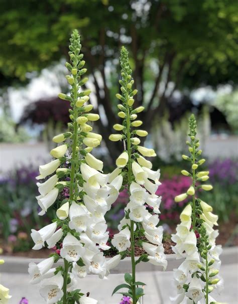 Digitalis purpurea 'Camelot White' Flower, Leaf, Uses - PictureThis