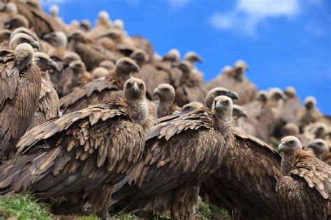 Vulture vs. Buzzard: What’s the Difference? - A-Z Animals