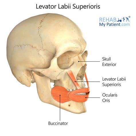 Elevador del labio superior | Rehab My Patient
