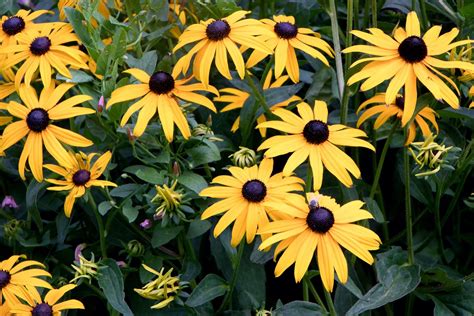 How To Grow Rudbeckia 'Black Eyed Susan' For Abundant, Long-Lasting And ...