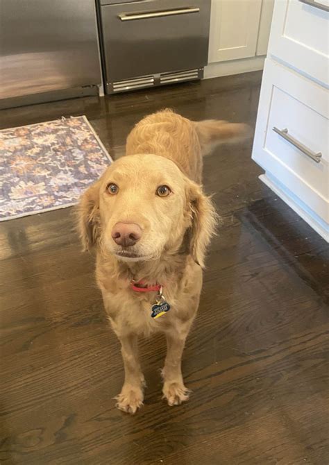 Riesling - Adopt A Golden Atlanta