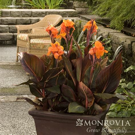 Monrovia® Tropicanna® Canna Lily - Canna indica 'Phasion' - ServeScape