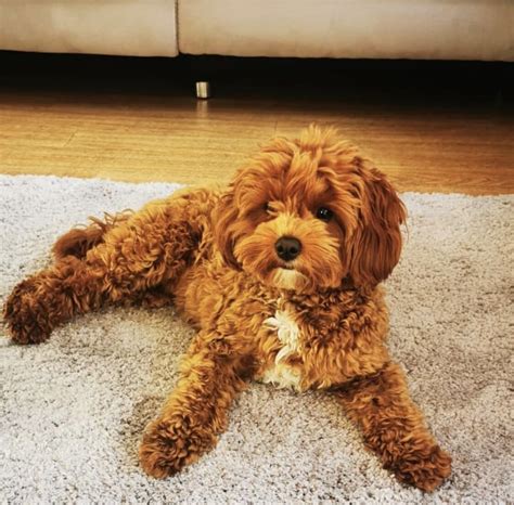 Cavapoochons | Licensed Breeders Cavapoochon UK