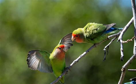 Can Birds Eat Oats? A Guide to Safely Feeding Birds!