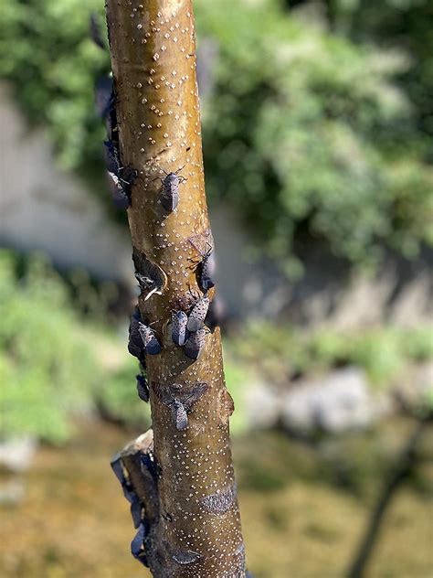 Lantern Fly Traps with Netting 的图像结果