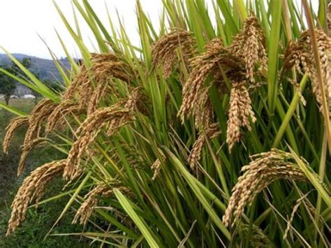 杂交水稻的发展过程，杂交水稻是转基因吗？