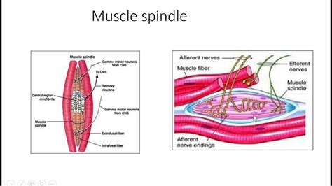 Muscle Spindle Stretch Reflex 的图像结果