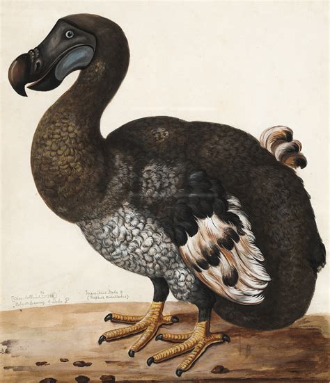 How Did the Dodo Bird Adapt to Its Environment: Surprising Survival Traits - Birds