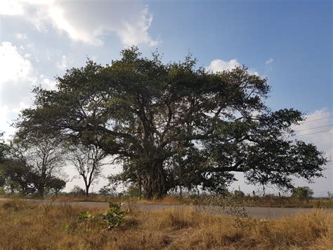 Hyderabad nature-lovers look to protect Chevella banyans with ...