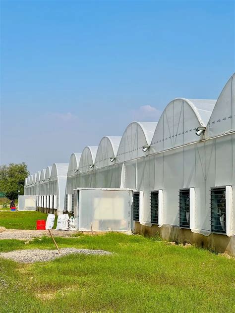 Fan & Pad Polyhouse - Fan And Pad Greenhouse With Rack And Pinion ...
