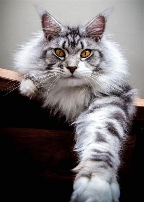Grey Maine Coon Kittens Pin on Maine coons