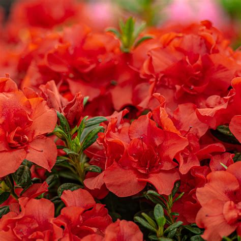 Autumn Embers Azalea 的图像结果