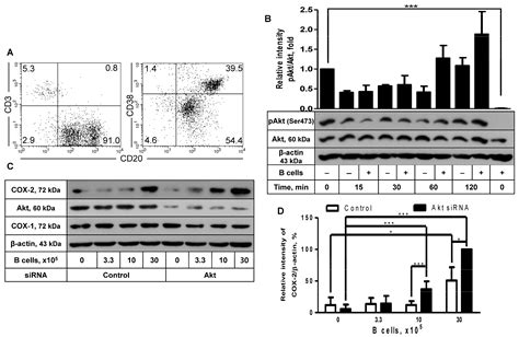 Akt, IL-4, and STAT Proteins Play Distinct Roles in Prostaglandin ...
