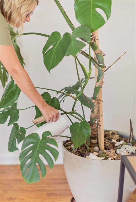 How to Care for Monstera Plants - A Beautiful Mess