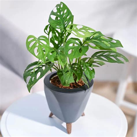 ONLINE PLANT BAZAR Philodendron Broken Heart Indoor Live Plant(Pack Of ...