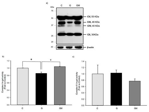 Effects of Moringa oleifera Leaves Extract on High Glucose-Induced ...