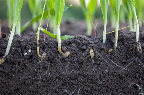 Sprouted shoots of barley and wheat in soil with roots blurred ...