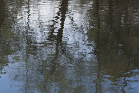 Tree Reflections in River Water – Photos Public Domain