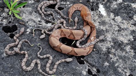 Can copperheads climb trees? Common snake myths debunked.