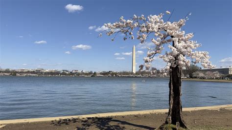 Image result for Stumpy Tidal Basin