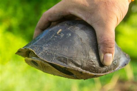 Image result for How to Catch Turtles