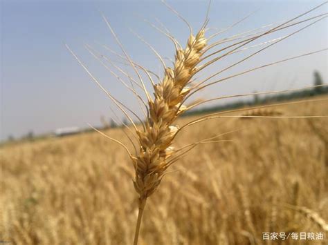 河南小麦价格太低无奈启动托市 中储粮北京密集采购却收不到粮-小麦资源-行业资讯-面粉信息网