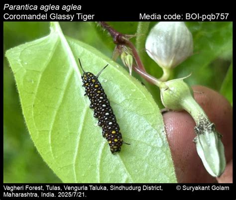 Parantica aglea aglea | Butterfly