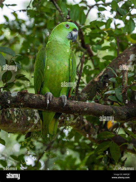 Amazona auropalliata el salvador hi-res stock photography and images - Alamy