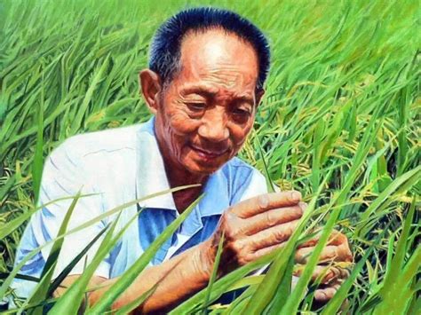 你吃过“超级杂交水稻”吗？为什么说袁隆平是中国的“救世主”？ - 知乎