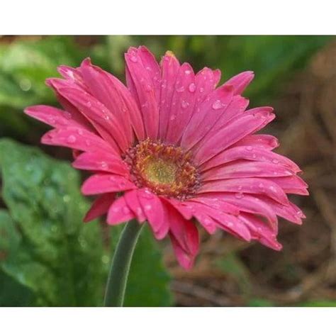 Amulya Biotech - White Gerbera Flower Manufacturer Supplier from Mysore