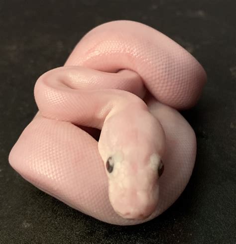 Image result for Lesser Ball Python