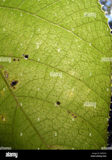 Stinging Nettle Tree 的图像结果