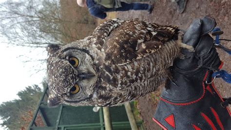 HAWK FORCE FALCONRY (2026) All You Need to Know BEFORE You Go (with ...