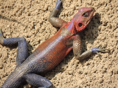 Lizards, lizards everywhere! | Miss Douglass In Africa