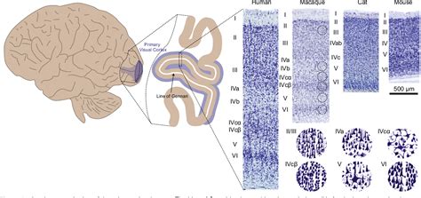 Primary Visual Cortex 的图像结果